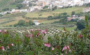Córdoba Montilla