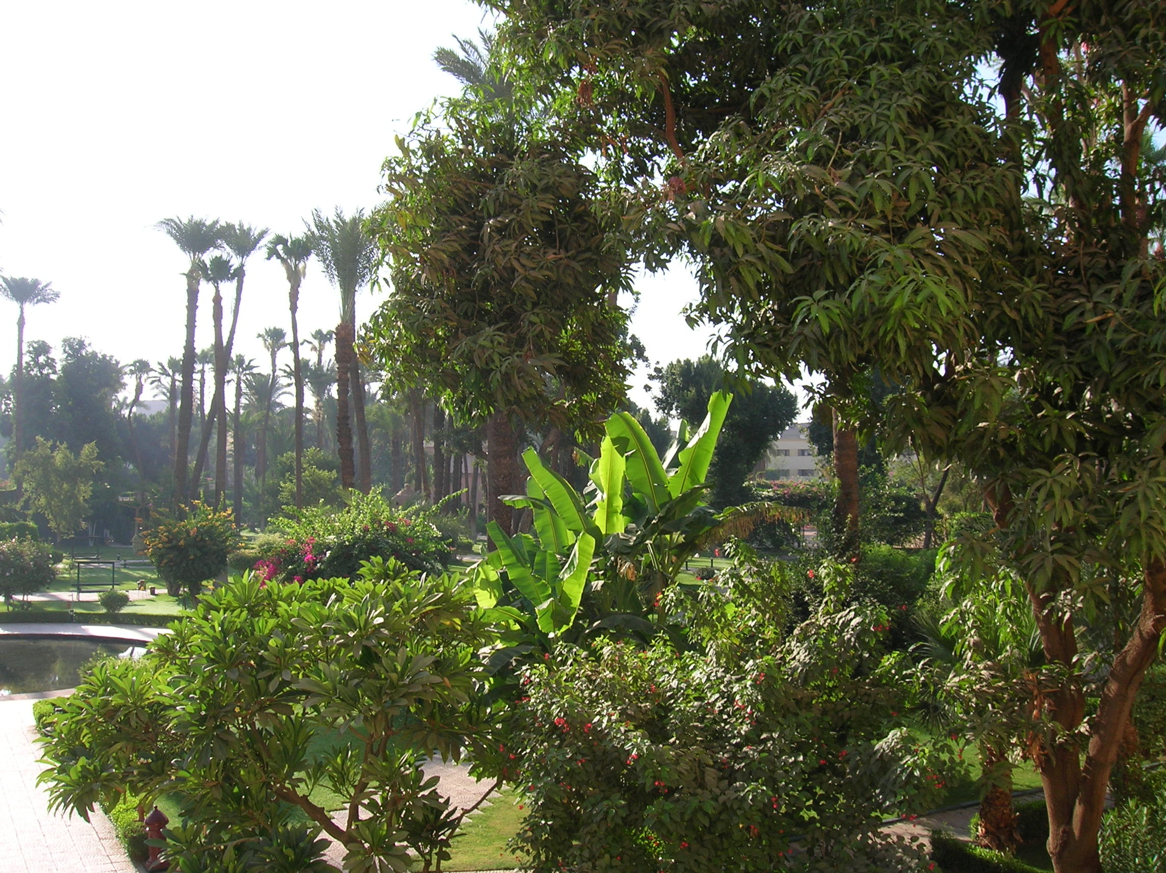 egipto 1 019