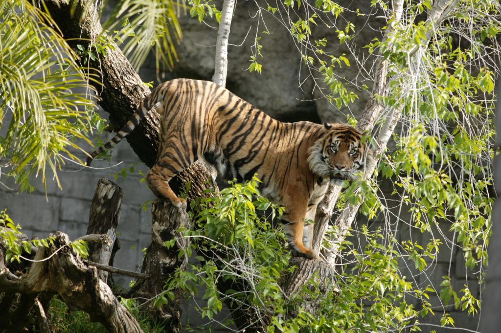 animales TIGRE DE SUMATRA - Bioparc Fuengirola