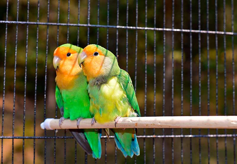 Jaula para pájaros Viajar con mascota