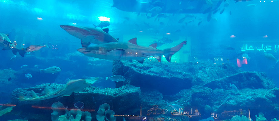 acuario que ver en dubai