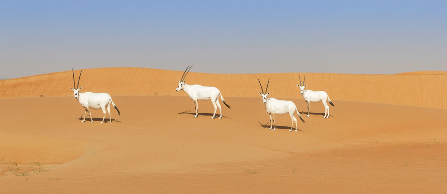 dunas de dubai