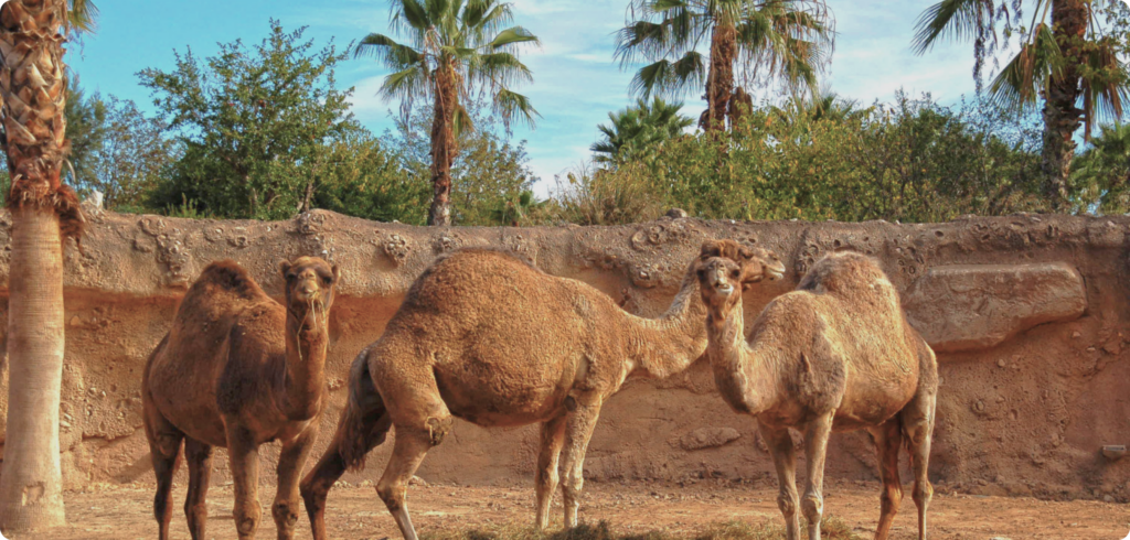 Benidorm Parque de Animales